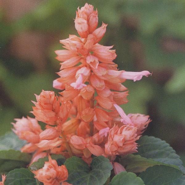 Ԃ̎icpjTrA XvfX tR T[ 1dl ^LCci[֔j