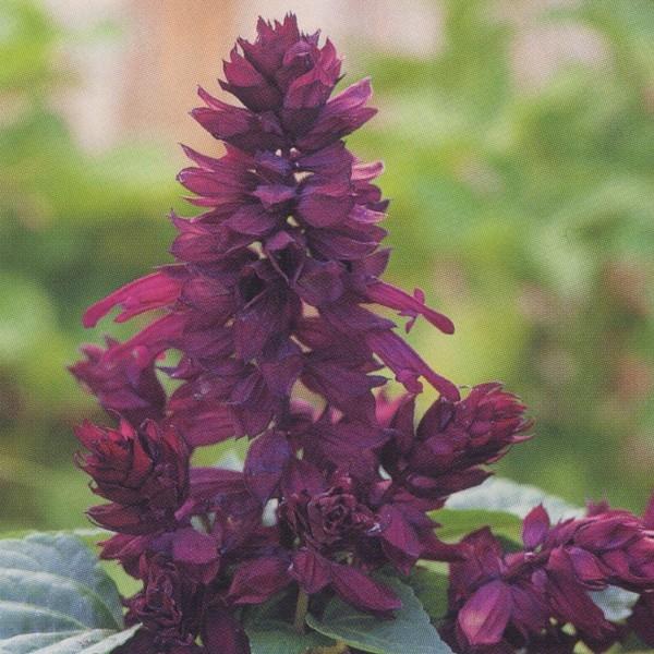 Ԃ̎icpjTrA XvfX tR p[v 1dl ^LCci[֔j