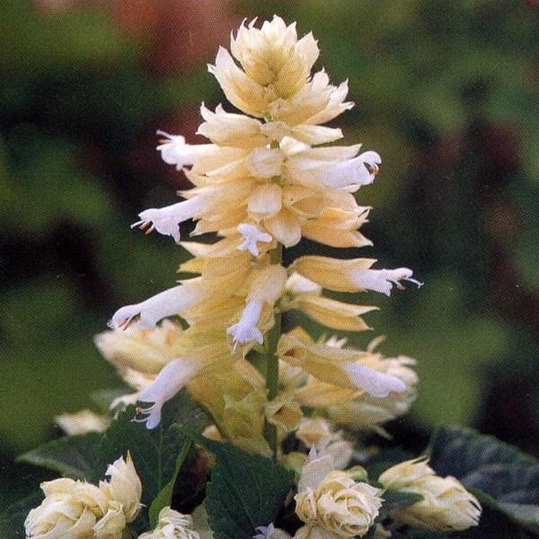 Ԃ̎icpjTrA XvfX tR zCg 10ml ^LCci[֔j