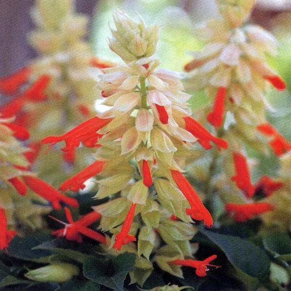 Ԃ̎icpjTrA XvfX g[`Cg 10ml ^LCci[֔j