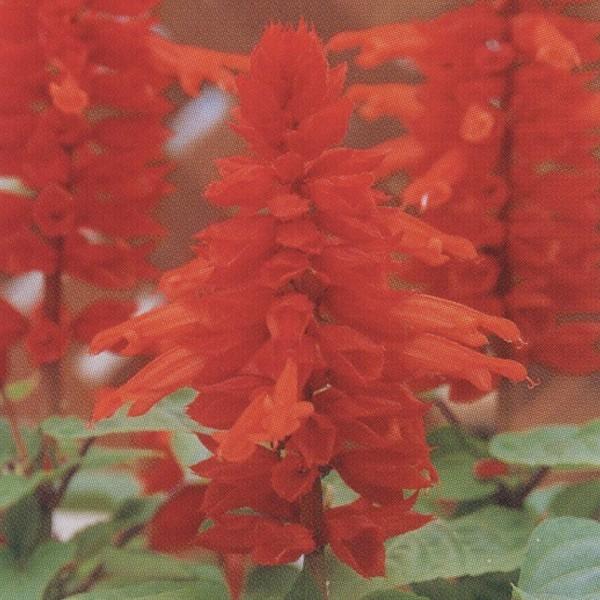 Ԃ̎icpjTrA XvfX nx 1000 ^LCci[֔j