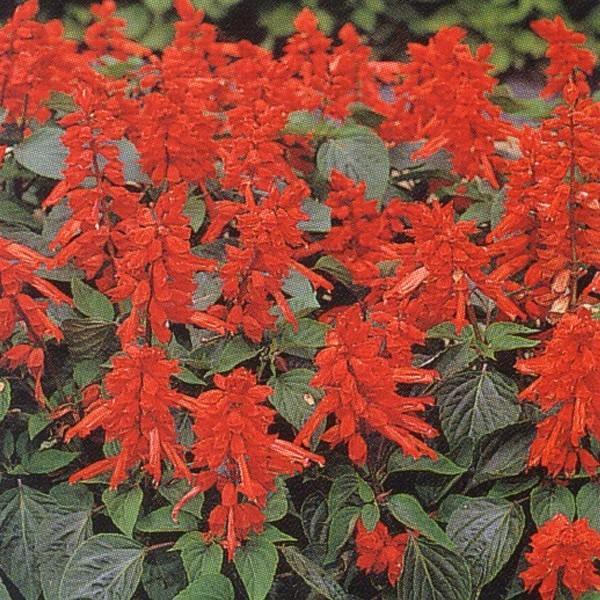 Ԃ̎icpjTrA XvfX zbgWY 1dl ^LCci[֔j