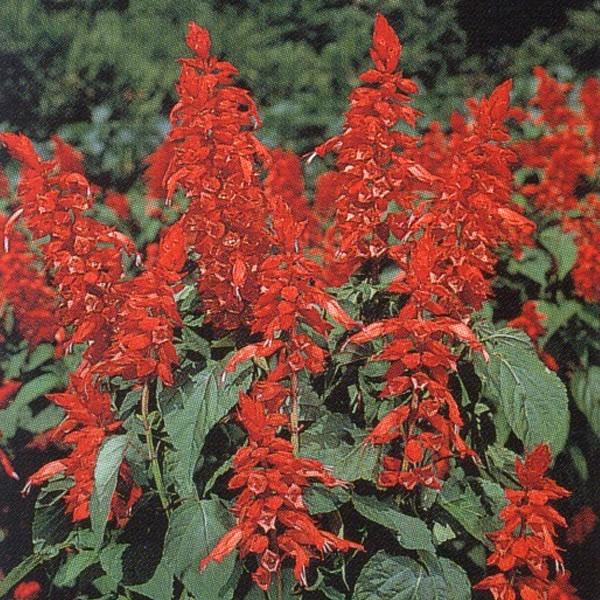 Ԃ̎icpjTrA XvfX {t@C[ 1dl ^LCci[֔j