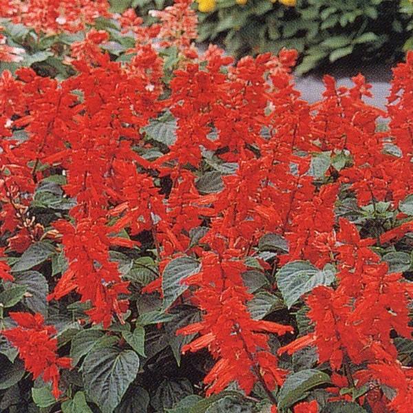 Ԃ̎icpjTrA XvfX JsjG[ X͈ꃌbm 1dl ^LCci[֔j