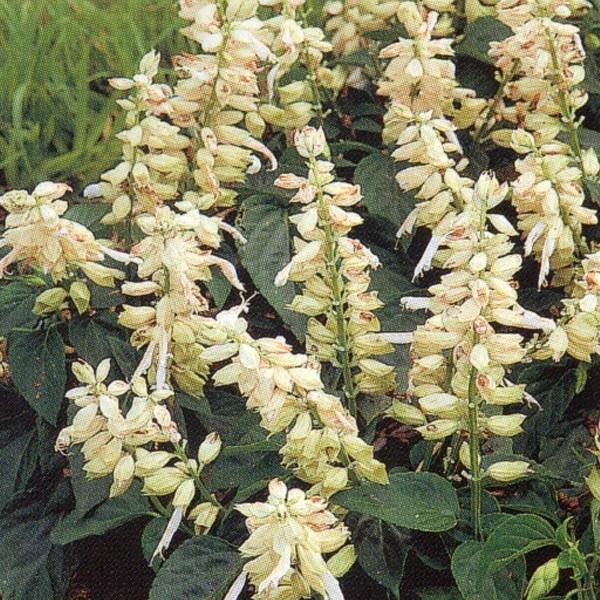 Ԃ̎icpjTrA XvfX JsjG[ zCg 10ml×10 ^LCci[֔j