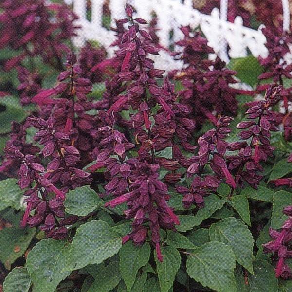 Ԃ̎icpjTrA XvfX JrjG[ oCIcg 10ml×10 ^LCci[֔j