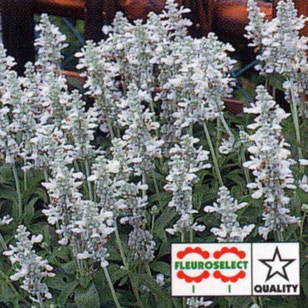 Ԃ̎icpjTrA t@iZA VX 10ml×10 ^LCc