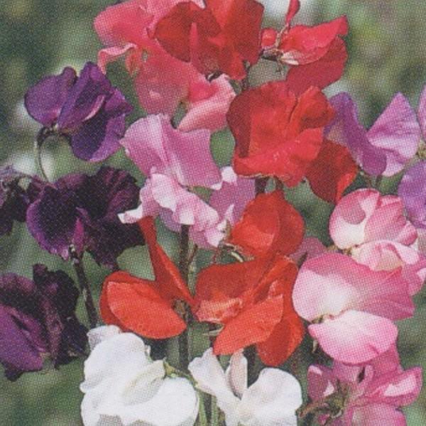 Ԃ̎icpjXC[gs[ t`č炫Inp C  20ml ^LCci[֔j