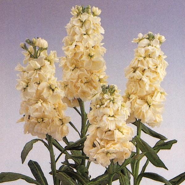 未使用イエロー花柄カンタキルト 未使用イエロー花柄カンタキルト