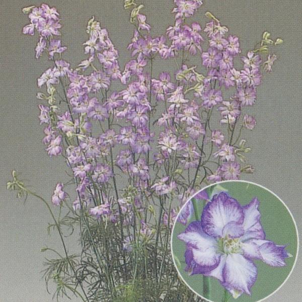 花の種 営利用 千鳥草 カンヌ パープルピコティ 10ml タキイ種苗 メール便発送 Vg ベジタブルガーデン ハラダ 通販 Yahoo ショッピング