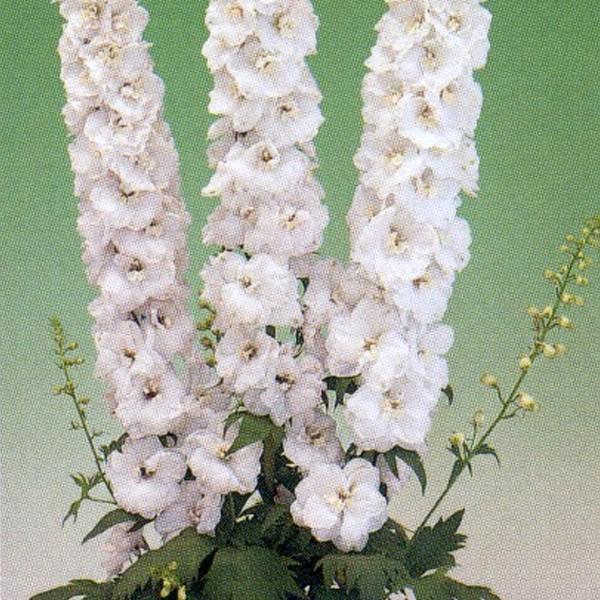 種 デルフィニウム 苗の人気商品 通販 価格比較 価格 Com