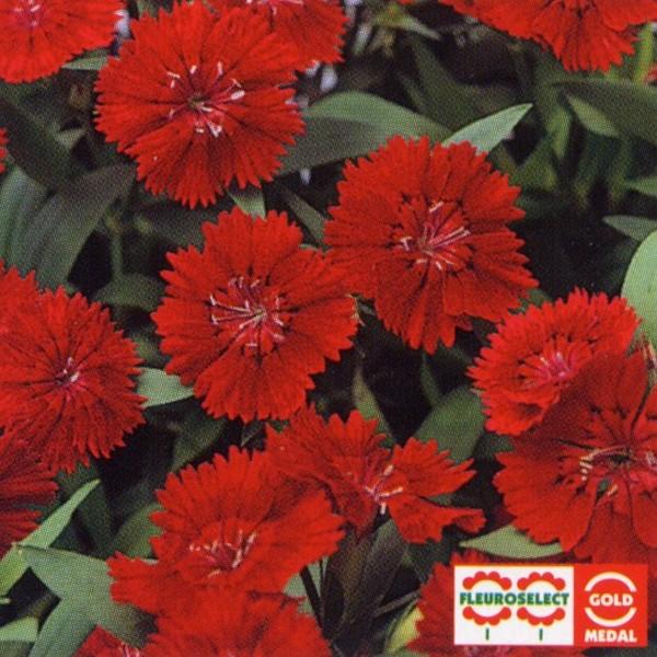 花の種 営利用 なでしこ F1テルスター クリムソン 1ml タキイ種苗 メール便発送 Vg ベジタブルガーデン ハラダ 通販 Yahoo ショッピング