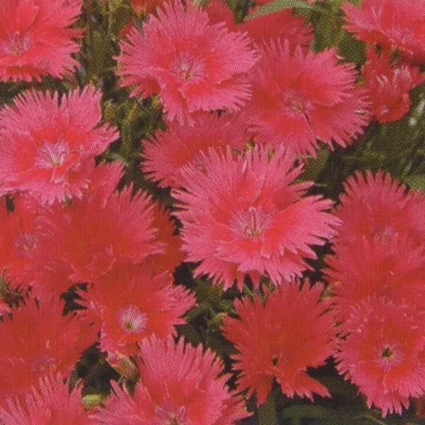 Ԃ̎icpjȂł ␫ F1X[v T[ 1000 ^LCci[֔j