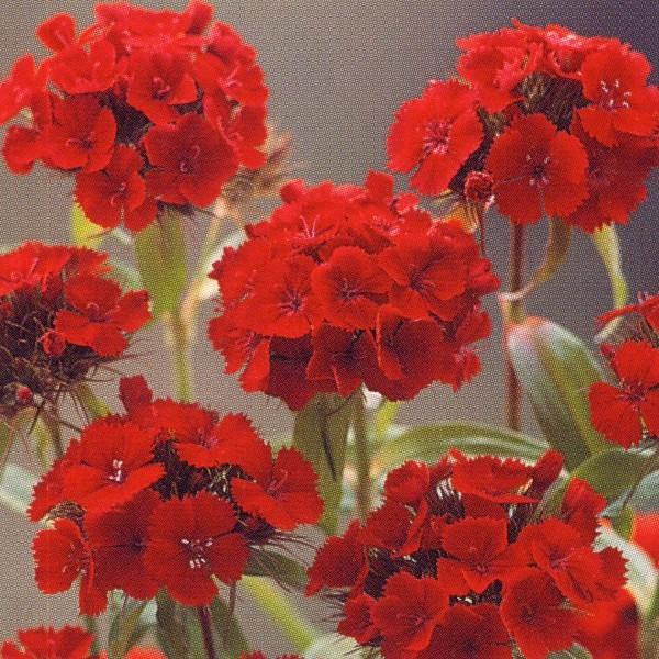 Ԃ̎icpjȂł Ȃł F1V 10ml ^LCci[֔j