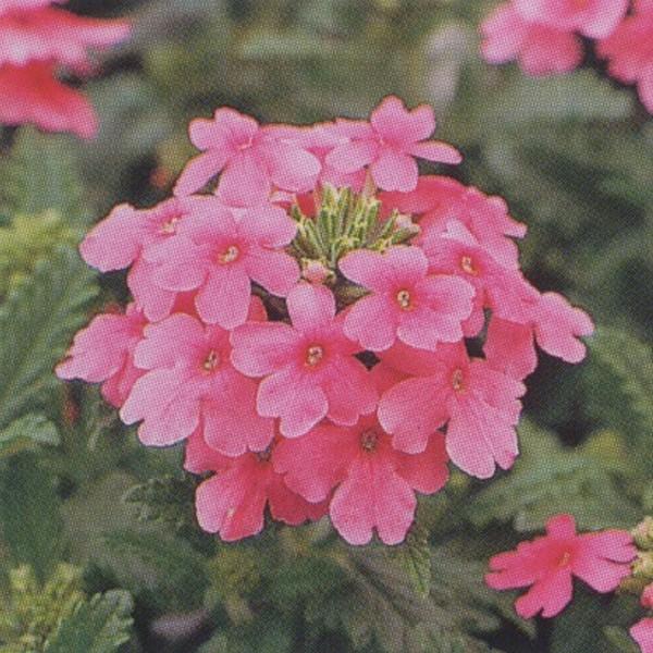 花の種（営利用）バーベナ オブセッション ピンク 1000粒 タキイ種苗 