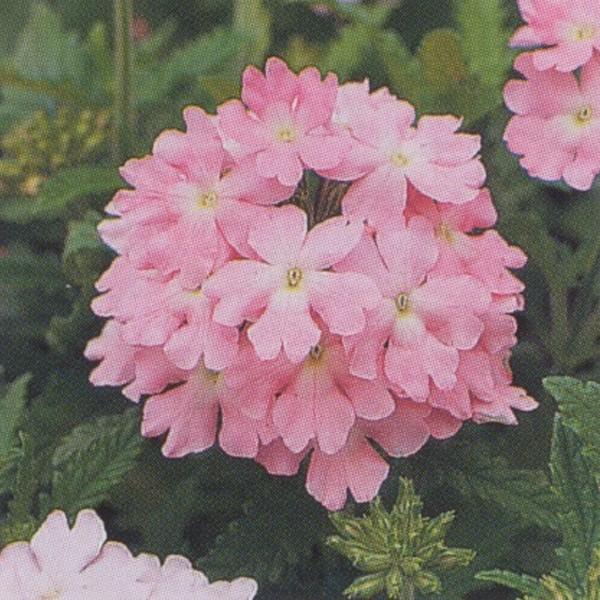 花の種 営利用 バーベナ オブセッション ピンクシフォン 1000粒 タキイ種苗 メール便発送 Vg ベジタブルガーデン ハラダ 通販 Yahoo ショッピング