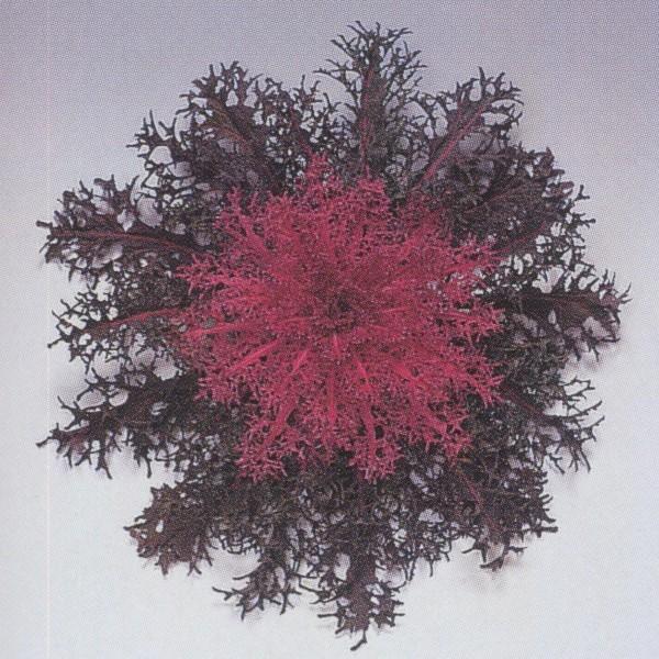 Ԃ̎icpj␫ ؗt F1gႭ 1000 ^LCci[֔j