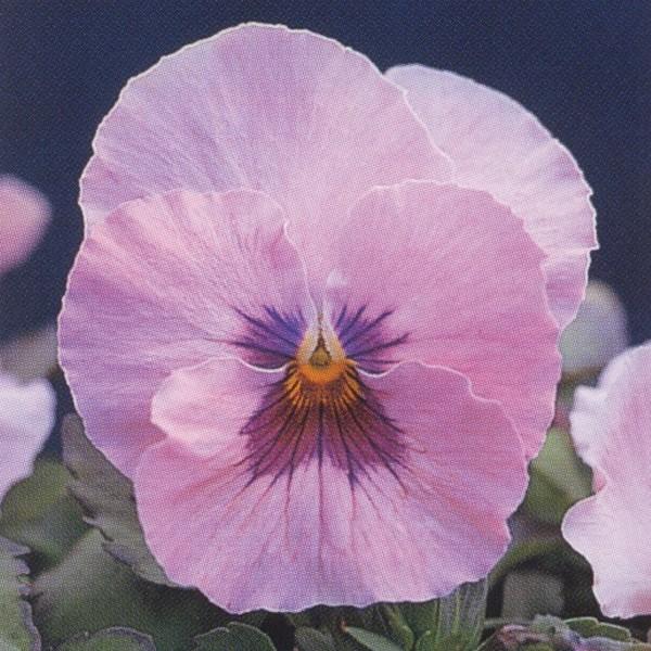 花の種 営利用 ウィンター パンジー F1ナチュレ系 F1ナチュレ マルベリー 1000粒 10 クリスタルコート種子 タキイ種苗 Vg ベジタブルガーデン ハラダ 通販 ベジタブルガーデン ハラダ花の種 営利用 ウィンター パンジー F1ナチュレ系 F1ナチュレ ローズ 1000