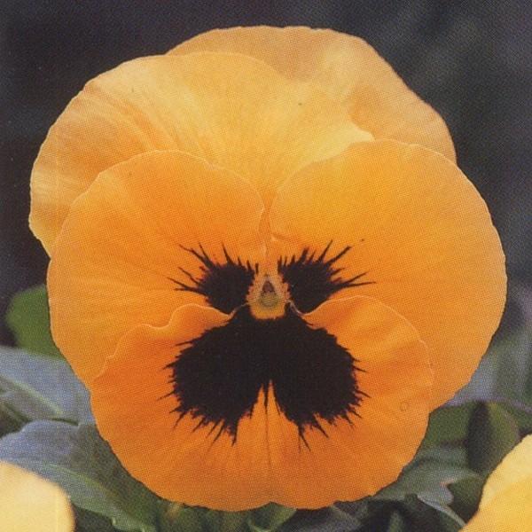 Ԃ̎icpjpW[ F1sJ\n F1sJ\ IWub` 1000 NX^R[gq ^LCci[֔j