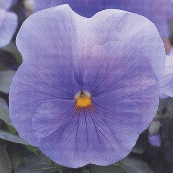 花♢ブルーレイ♢新WIN10♢大容量750G♢CORE-I5♢WEBカメラ 花♢ブルーレイ♢新WIN10♢大容量750G♢CORE-I5♢WEBカメラ 花