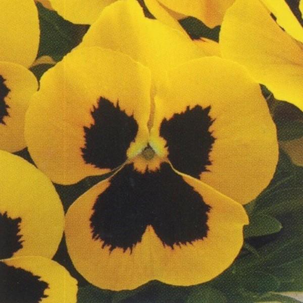 花の種（営利用）ウィンター パンジー F1ナチュレ系 F1ナチュレ イエローブロッチインプ 1000粒×10 タキイ種苗