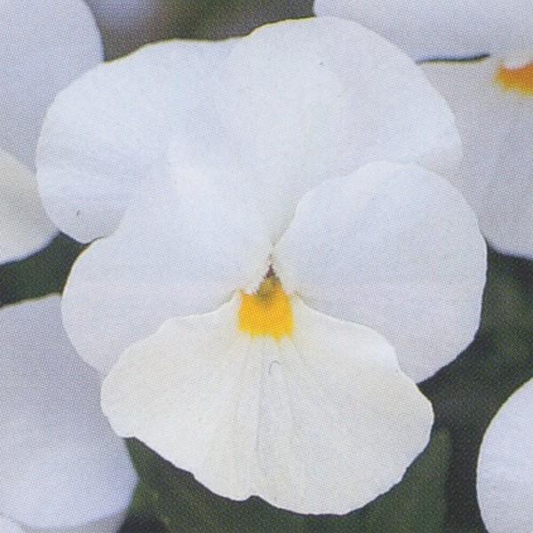 花の種 営利用 ウィンター パンジー F1ナチュレ系 F1ナチュレ ホワイト 1000粒 10 タキイ種苗 1xzcxqkrh8 Kuyopipeline Com