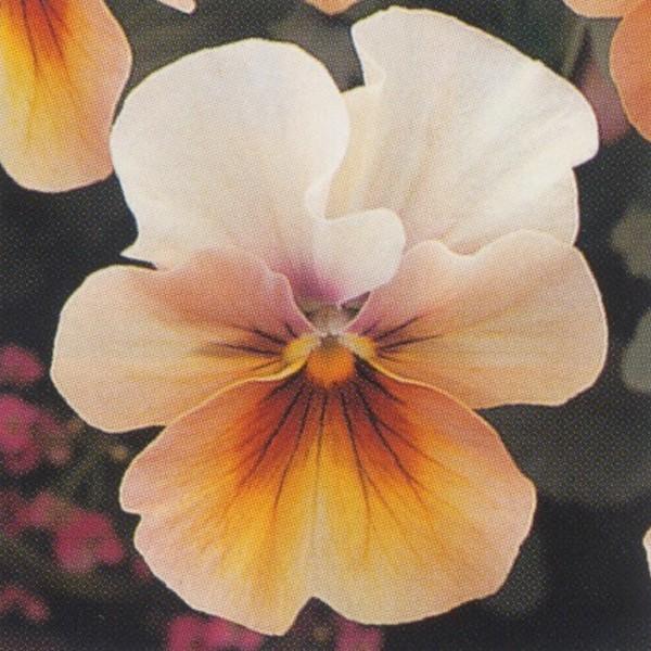 花の種 営利用 ウィンター パンジー F1ナチュレ系 F1ナチュレ ブロンズシェード 1000粒 タキイ種苗 メール便発送 Vg ベジタブルガーデン ハラダ 通販 Yahoo ショッピング