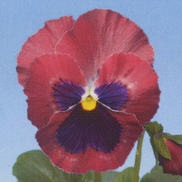 花の種 営利用 パンジー 大輪種 F1デルタプレミアム ローズウィズブロッチ 1000粒 タキイ種苗 メール便発送 Vg ベジタブルガーデン ハラダ 通販 Yahoo ショッピング