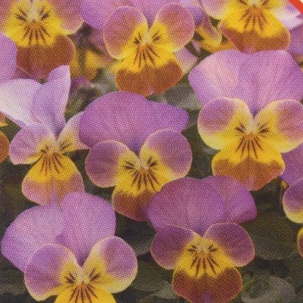 花の種 営利用 ビオラ F1ビビ系 F1ビビ マロンアンティーク Tv 626 1000粒 10 タキイ種苗 Vg ベジタブルガーデン ハラダ 通販 Yahoo ショッピング