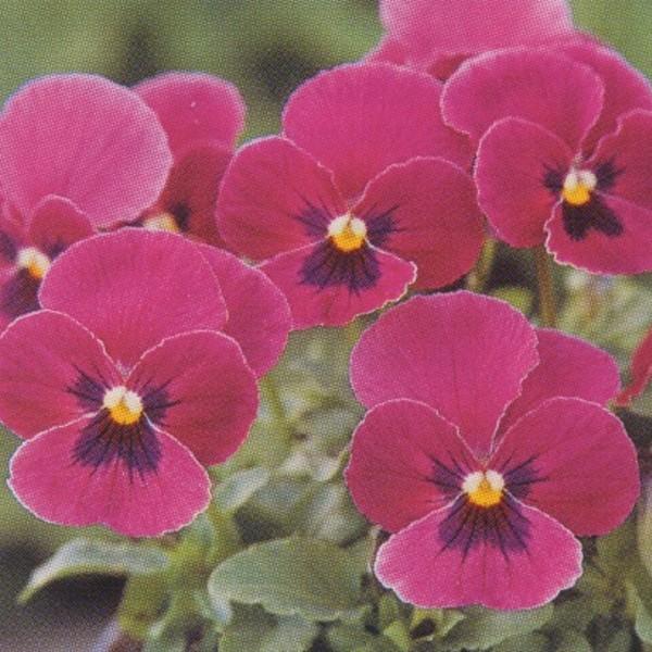 ビオラ 花の人気商品 通販 価格比較 価格 Com