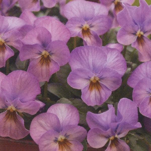 花の種 営利用 ビオラ F1ビビ系 F1ビビ ローズピンクアンティーク 1000粒 10 タキイ種苗 Vg ベジタブルガーデン ハラダ 通販 Yahoo ショッピング