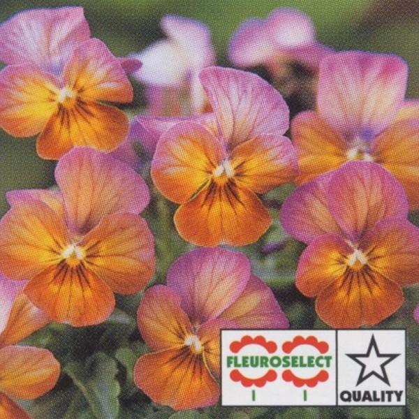 花の種 営利用 ビオラ F1ビビ系 F1ビビ アプリコットアンティーク 1000粒 10 クリスタルコート種子 タキイ種苗 Vg ベジタブルガーデン ハラダ 通販 Yahoo ショッピング