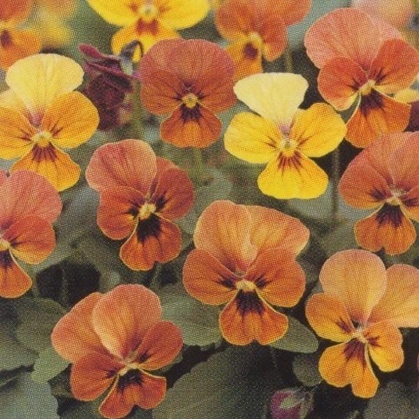 花の種 営利用 ビオラ F1ビビ系 F1ビビ マンゴーアンティーク 1000粒 タキイ種苗 メール便発送 Vg ベジタブルガーデン ハラダ 通販 Yahoo ショッピング