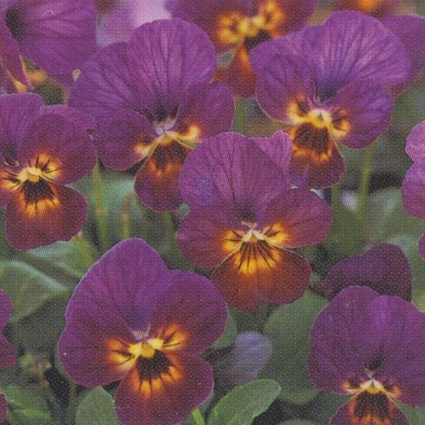 花の種 営利用 ビオラ F1ビビ系 F1ビビ プラムアンティーク 1000粒 クリスタルコート種子 タキイ種苗 メール便発送 Vg ベジタブルガーデン ハラダ 通販 Yahoo ショッピング