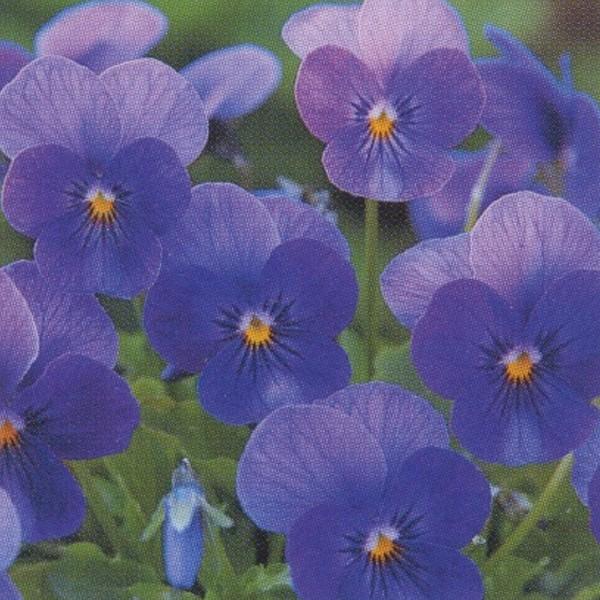 花の種 営利用 ビオラ F1ビビ系 F1ビビ クリアオーシャン 1000粒 クリスタルコート種子 タキイ種苗 メール便発送 Vg06069 ベジタブルガーデン ハラダ 通販 Yahoo ショッピング