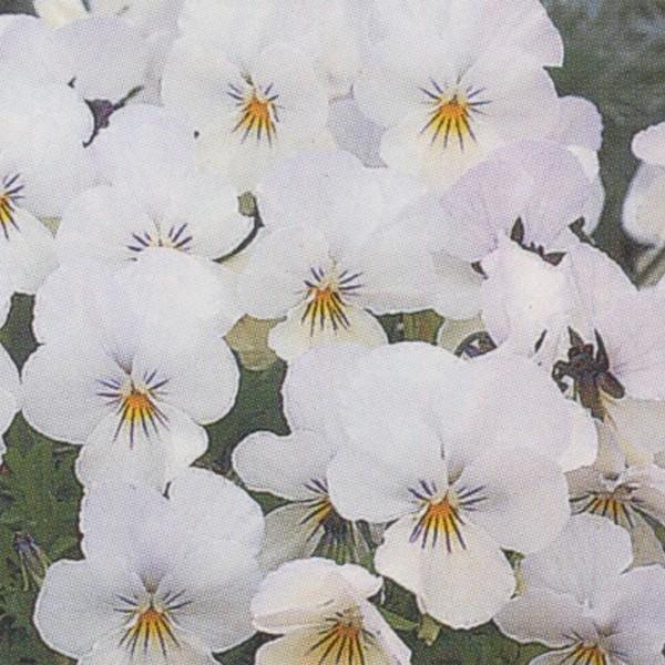 Ԃ̎icpjrI F1rrn F1rr NAzCg 1000 ^LCci[֔j