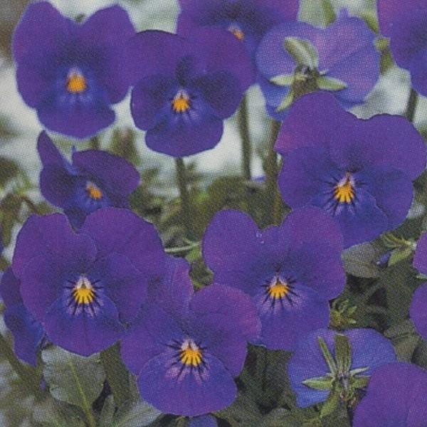 花の種 営利用 ビオラ パープル 1000粒 10 タキイ種苗 F1ビビ系 パープル 花 F1ビビ クリスタルコート種子