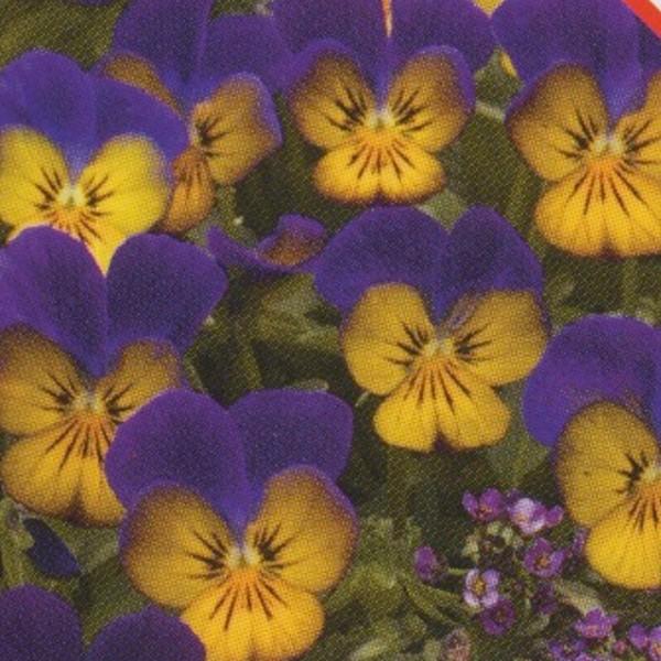 花の種（営利用）ビオラ F1フローラルパワー系 F1フローラルパワー