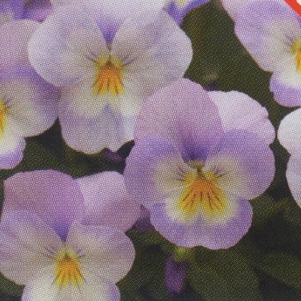 花の種 営利用 ビオラ F1フローラルパワー系 F1フローラルパワー ラベンダーピンク 1000粒 タキイ種苗 メール便発送 Vg ベジタブルガーデン ハラダ 通販 Yahoo ショッピング