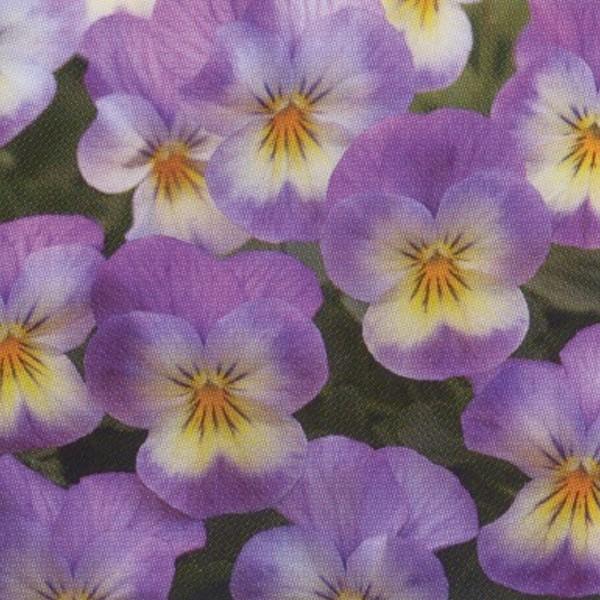 花の種 営利用 ビオラ F1フローラルパワー系 F1フローラルパワー ピンクレモンリップ 1000粒 タキイ種苗 メール便発送 Vg ベジタブルガーデン ハラダ 通販 Yahoo ショッピング