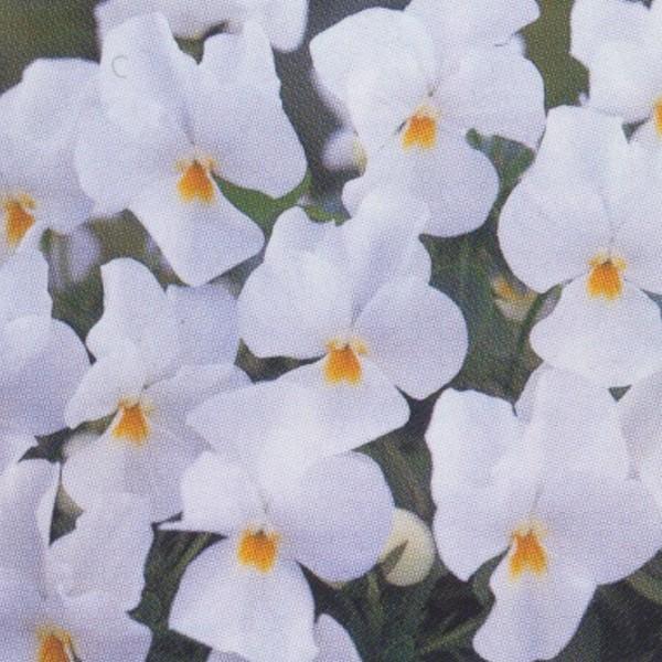 Ԃ̎icpjrI F1t[p[n F1t[p[ sAzCg 1000 ^LCci[֔j