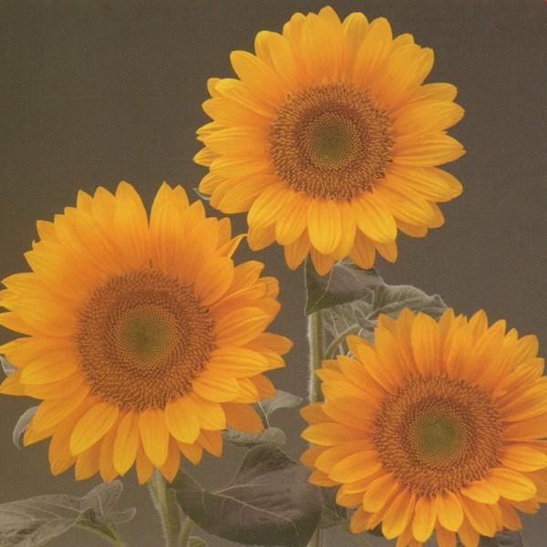 Ԃ̎icpjF1T` Ђ܂ 55^Cv F1T` tbVIW@1000 ^LCci[֔j