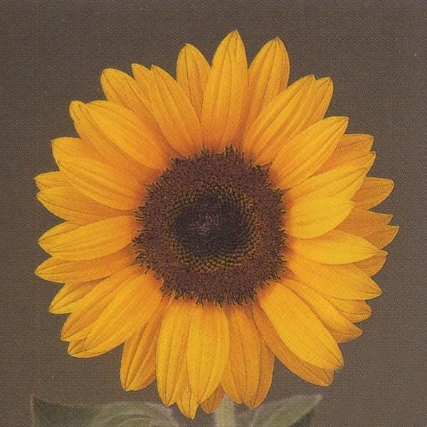 Ԃ̎icpjF1T` Ђ܂ 55^Cv F1T` IW 1000 ^LCci[֔j