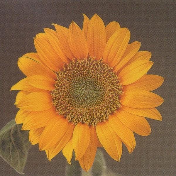 Ԃ̎icpjF1T` Ђ܂ 55^Cv F1T` tbV 1000 ^LCci[֔j