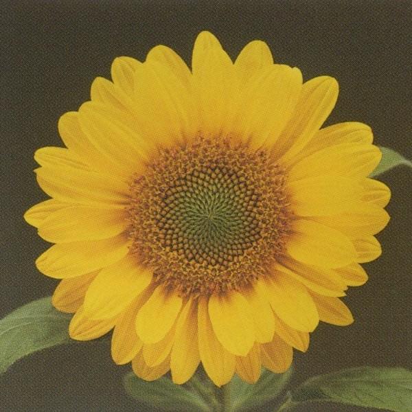 Ԃ̎icpjF1T` Ђ܂ 55^Cv F1T` tbVIW 1000 ^LCci[֔j