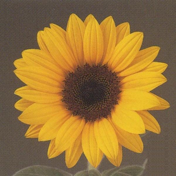 Ԃ̎icpjF1T` Ђ܂ 50^Cv F1T` }S[50 1000 ^LCci[֔j