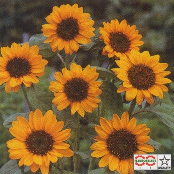 Ԃ̎icpjЂ܂  F1\jA 1dl ^LCci[֔j