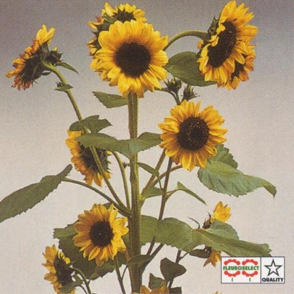 Ԃ̎icpjЂ܂  F1o^C 1dl ^LCci[֔j