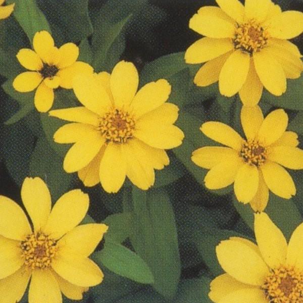 Ԃ̎icpjS ␫ Un CG[ 1000 ^LCci[֔j