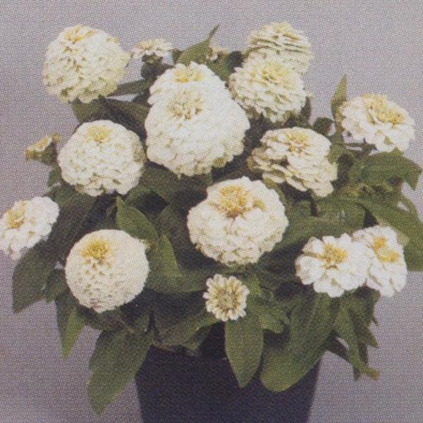 Ԃ̎icpjS ␫ Wj[^ zCg 1000 ^LCci[֔j